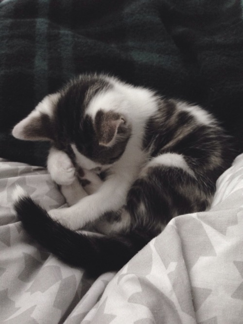 callistomist: Look at how cute Oscar is!!! ^-^