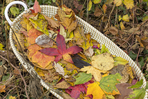 fall foliage