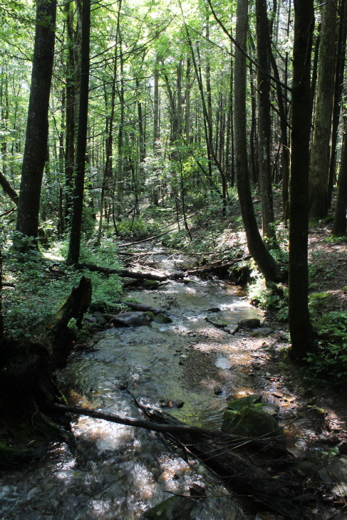 thankyousirmayihaveaesthetic: Bear Hair Gap Trail in Vogel State Park, GA