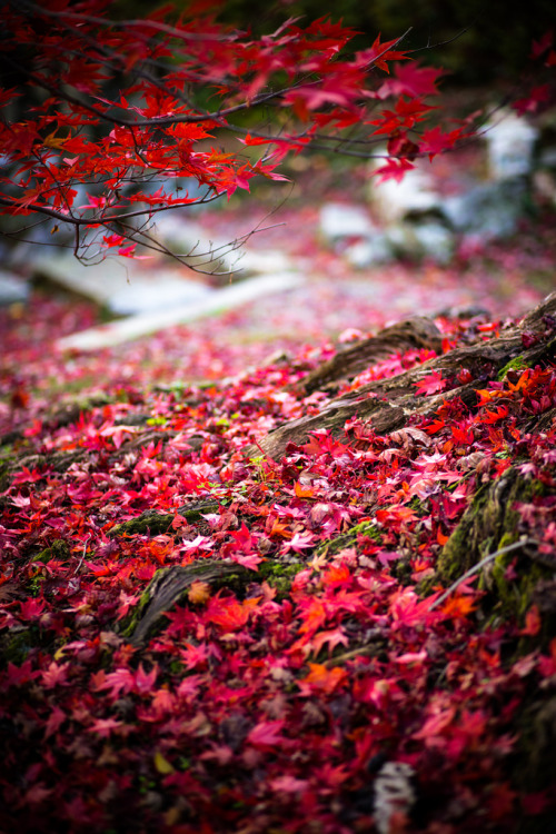 etherealvistas:降り積もる紅 (Japan) by Shibazo