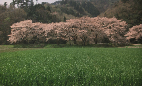 idleminds:The Taste of Tea (2004) ‘茶の味’ dir. Katsuhito Ishii