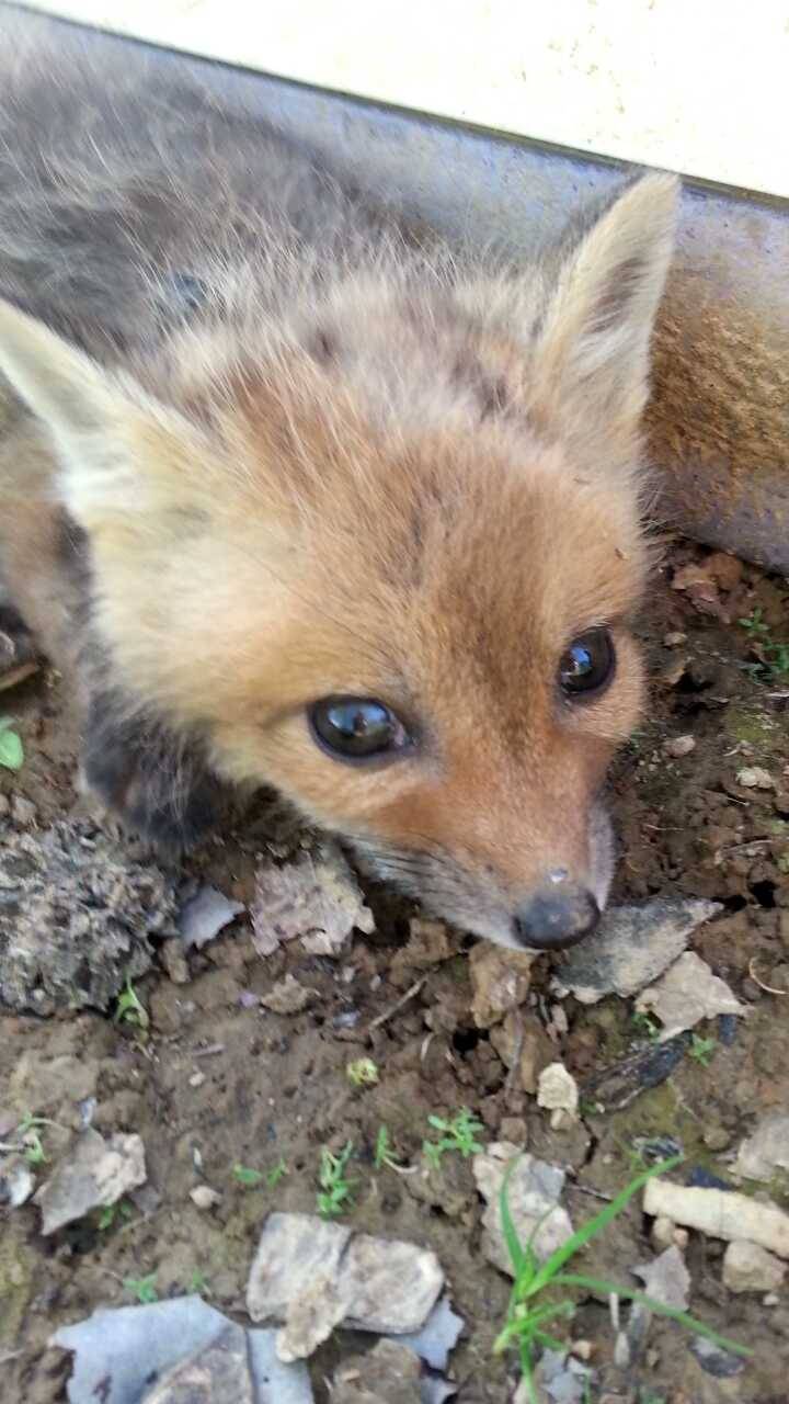 freeofthecoliseums:  LOOK AT THIS BABY FOX ITS SO CUTE 