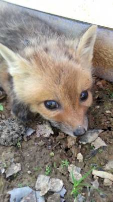 Freeofthecoliseums:  Look At This Baby Fox Its So Cute 