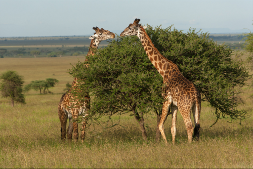 Giraffe (Giraffa camelopardalis)