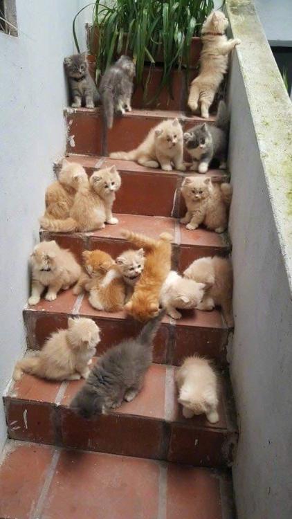 everythingfox:Stairway to heaven(via)