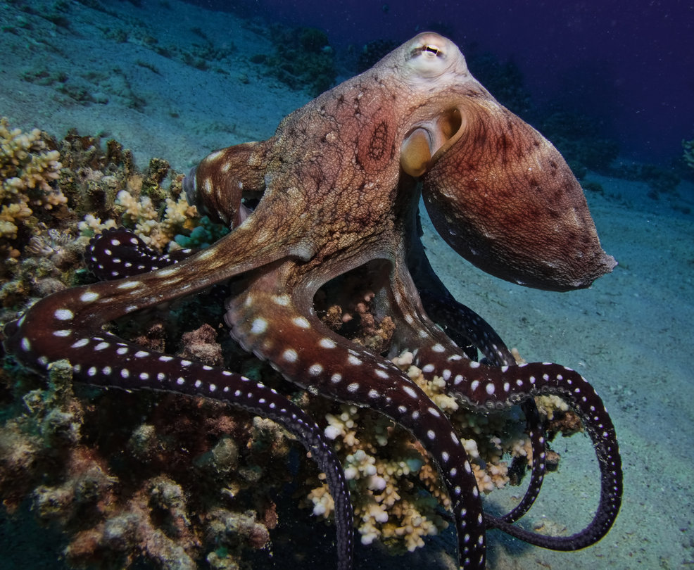 underthevastblueseas:  Why Is Octopus Blood Blue? The pigment that gives the octopus