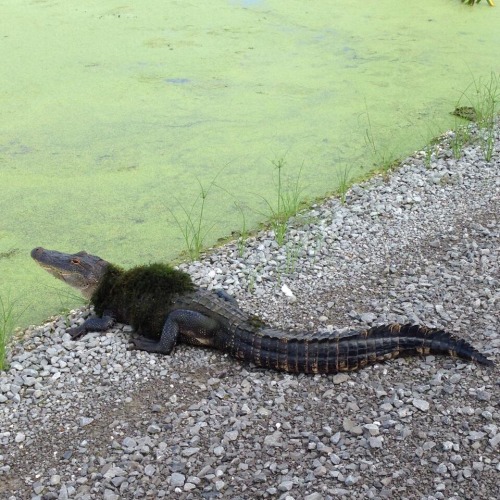 stunningpicture:  Sweater weather gator 
