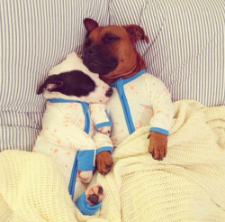 awwww-cute:  I bought my dogs some onesies