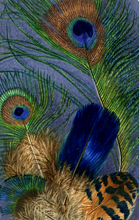 Untitled (Feathers of a peacock) c.1847-1920, detail.  ELIZABETH EMILY MURRAY