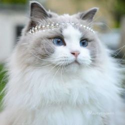 awwww-cute:  Meet Aurora, the most beautiful and fluffiest princess cat ever. (Source: http://ift.tt/2vB2OHP)