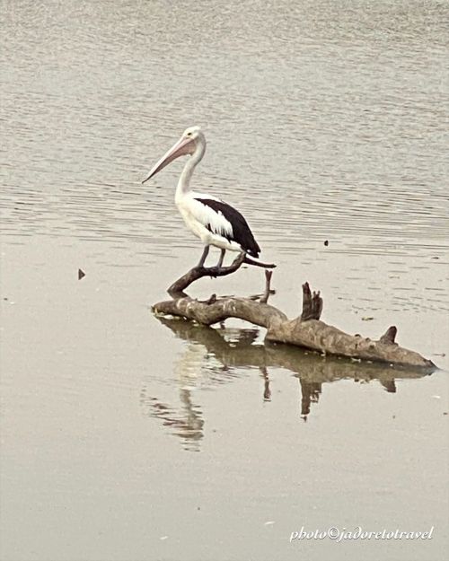 Watching… photo©jadoretotravel#jadoretotravel #lifeonthewater #waterlife #lakeginninderra #