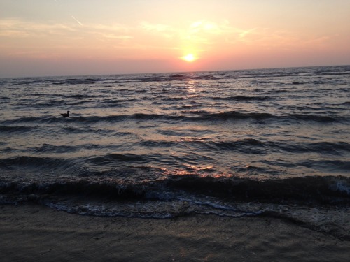floraehls:  Noordwijk 