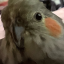 floofychip
