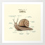 thesnailphilosopher