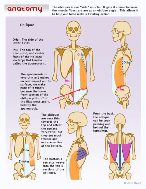 anatoref:How to Draw AbdominalsTop ImageRow 2: by Josh ReedRow 3Row 4: by NemanJa FilipovicRow 