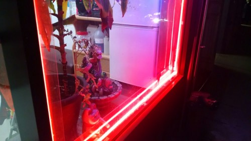 cactuseeds:  Bklyn