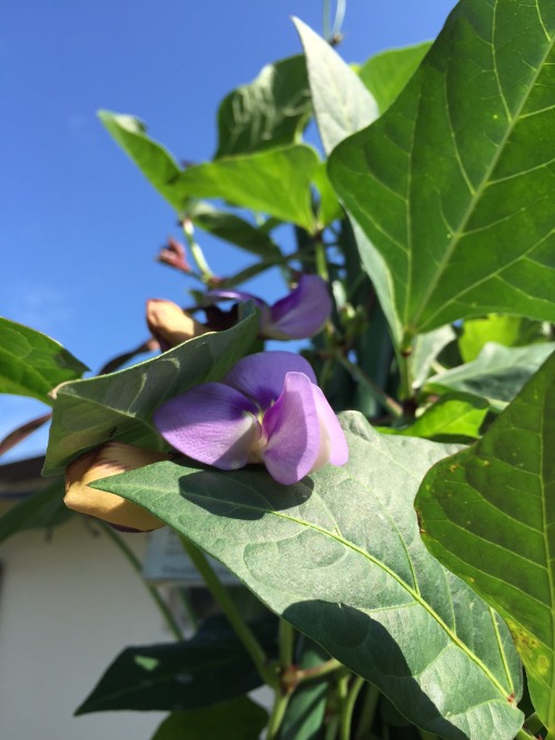 rachelzedd:Cowpeas! We’ve now had three small harvests of young cowpeas so far! We’re growing two 