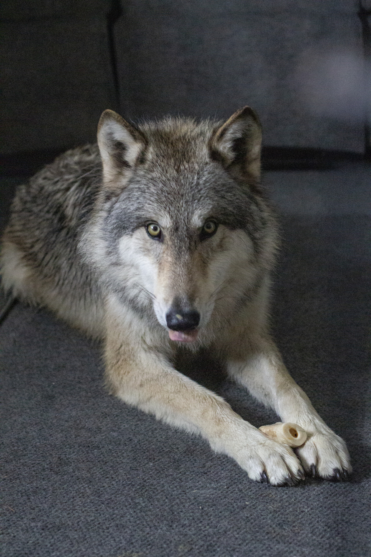 enjoying her peanut butter filled bone, after a fun romp out in the yard 