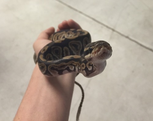 thoughts-that-rage:Reptiblr, meet my new baby. He’s a Black Pastel with one of the cutest faces I’ve