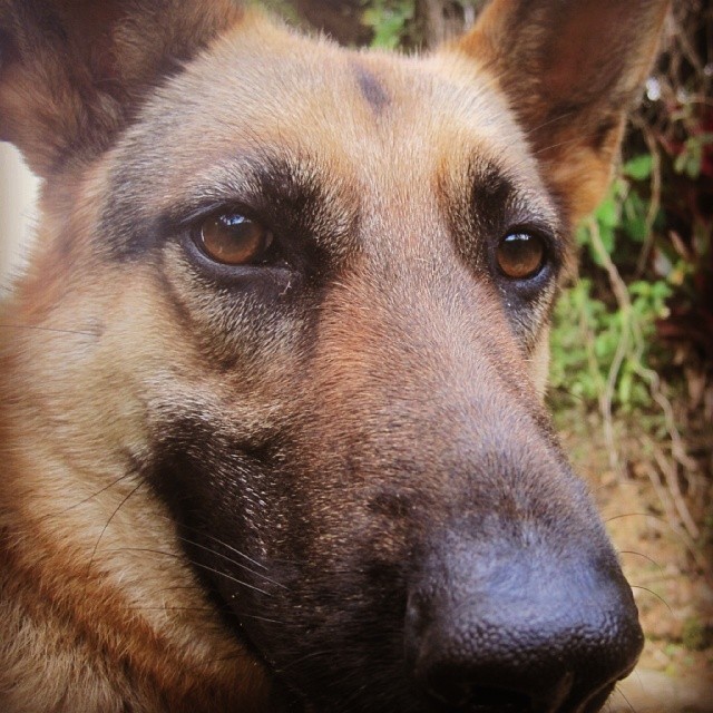 Hay perras que enamoran con la mirada