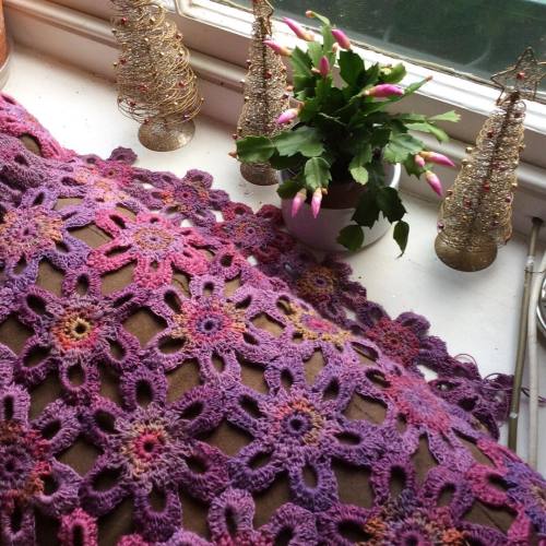 Still working on my Marsh Violet blanket, here it is with my Christmas cactus, who almost flowered a