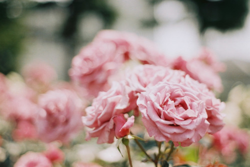 englishsnow:{ pink roses }