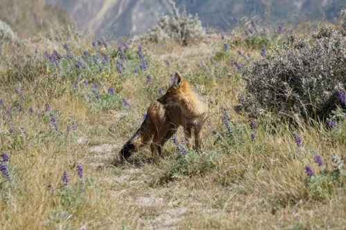 Colca Canyon is one of the deepest canyons in the world (twice as deep as the Grand Canyon in the US