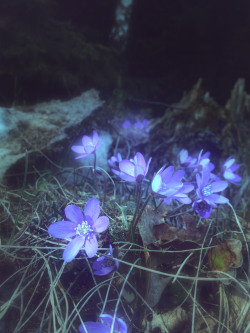 Bluecohosh:  Little Blue Flowers I Dig Youphoto: Naomi Nowak Please Don’t Remove