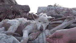 Frequent-Sea:  Sizvideos:  A Homeless Dog Living In A Trash Pile Gets Rescued, And