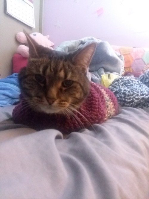 not-dirk-strider: I made my cat a sweater, here’s some of the highlights from the mini photosh