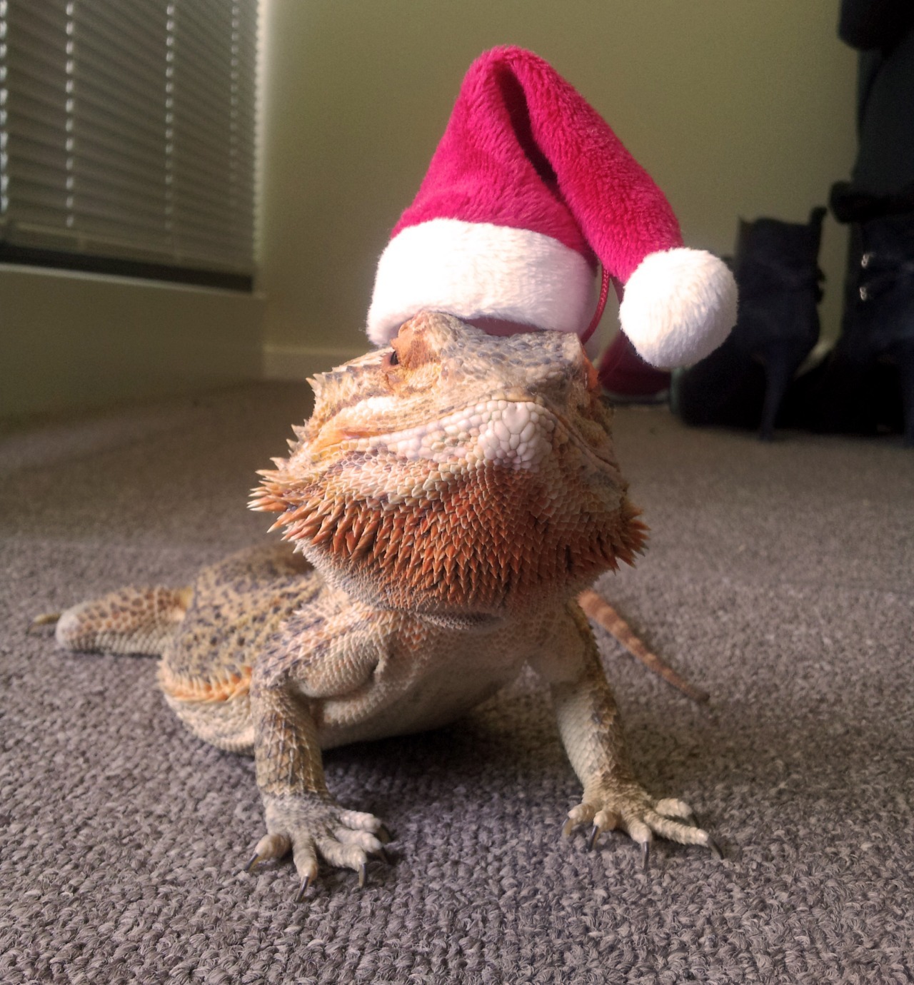 catsbeaversandducks:  Meet Pringle: The Little Lizard with a Big Personality Photos