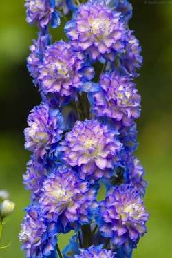 saatkontor:  Larkspur / Rittersporn Highlander® ‘Bolero’ (Delphinium Hybrid)