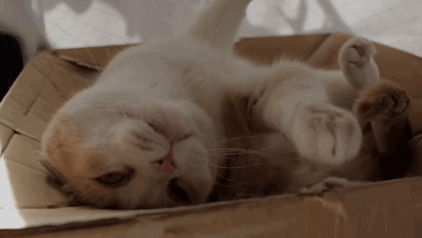 20gayteen on Tumblr: box cat is here to wish u a good day and hopes you do  well on everything ur working on.