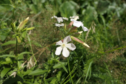 Saponaria officinalis — soapwort