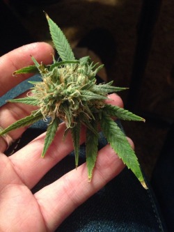 coffeepotsmokin:  Pineapple Express 🍍