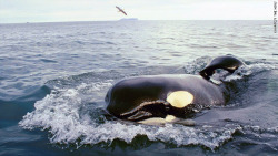 mnoodlee:  pinkcloudturnedtogrey:  Keiko swimming free in Iceland after having spent 20 years in captivity   My heart feels so happy when I see things on Keiko 