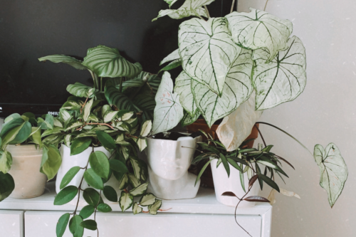 My caladium is going dormant and I think we need to appreciate the beauty in it’s final days. I love