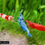 alchemicalshrimp