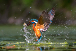 Nubbsgalore:  Kingfishers, Who Need To Consume Their Own Bodyweight In Food Each