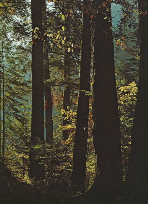 themcgovernresidence:Mt. Hood natioinal forest, OregonRay Atkeson © 1968