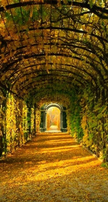 Tree Tunnel, Schonbrunn Gardens, Vienna, Austria