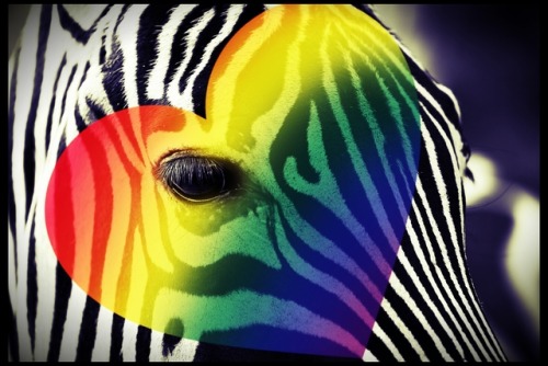 theartofblossoming: Rainbow Zebra The synchronicity of symbols can take my breath away sometimes. Ta