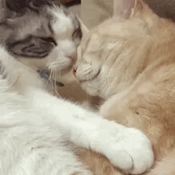 ^._.^ Cats R The Coolest! - Sh!tpost