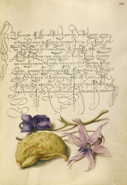 Joris Hoefnagel, illuminator, Georg Bocskay, scribe, pages from Mira Calligraphiae monumenta, 1561/9