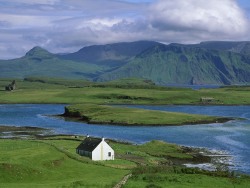 plantsyi:  flohret:   Canna, Scotland, United