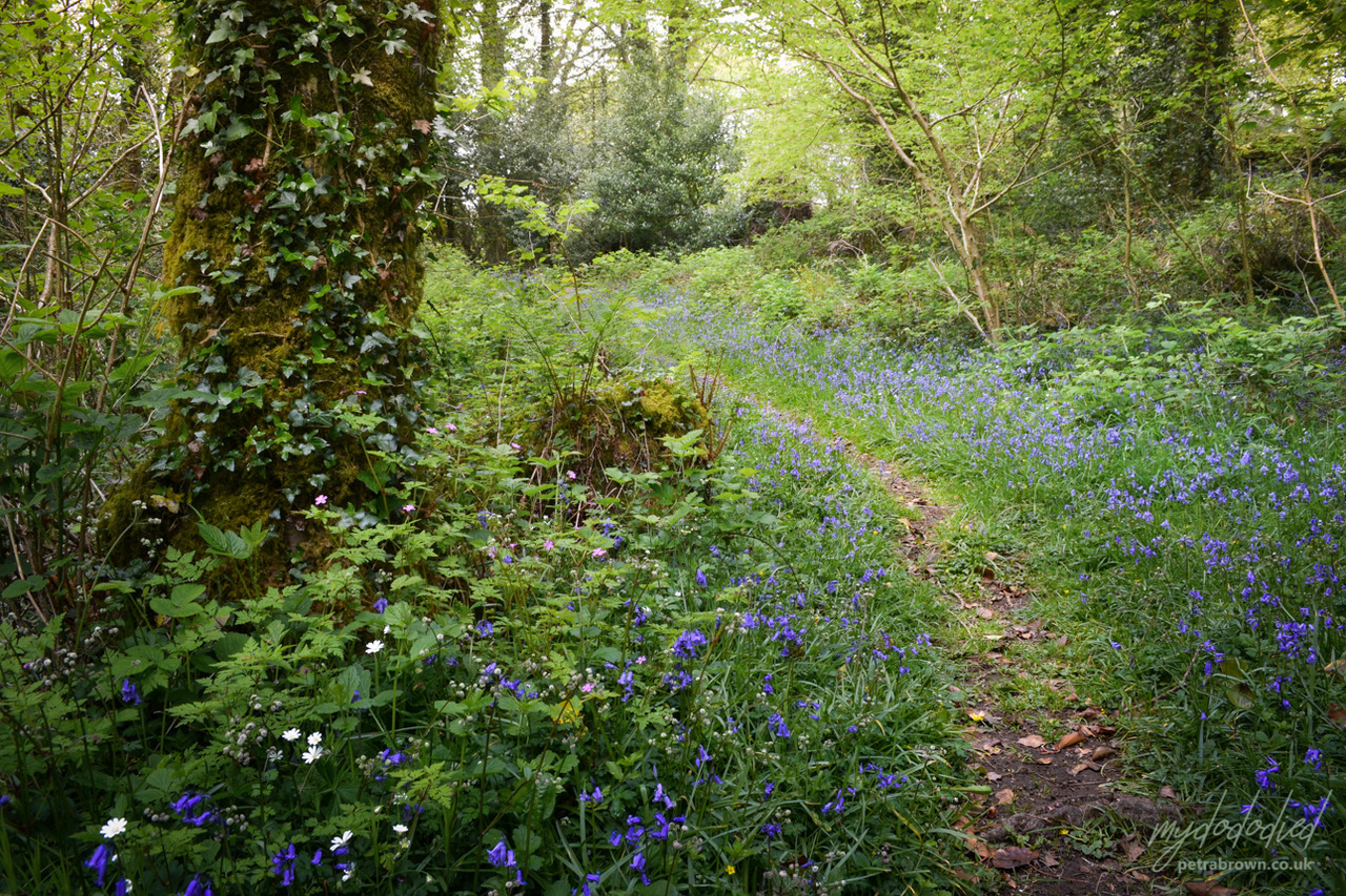 mydododied:The blue in the green