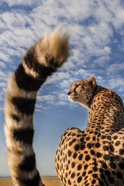 vurtual:  Cheetah in the Masai Mara (by Richard