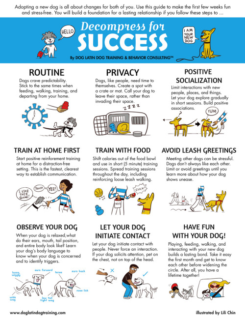 Decompress For Success is a guide on how to welcome a new pup into your home.This is an infographic 