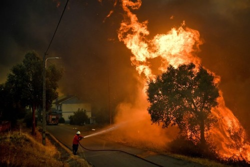  A firefighter tries in vain to save a tree in Abrantes. More than 80 wildfires are blazing in Portu