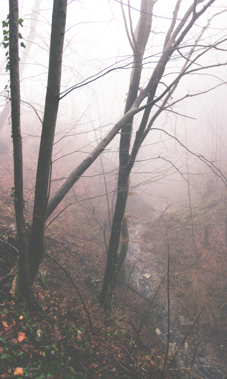 harryschuler:  EF 0138 S.LuganoFB | IG 